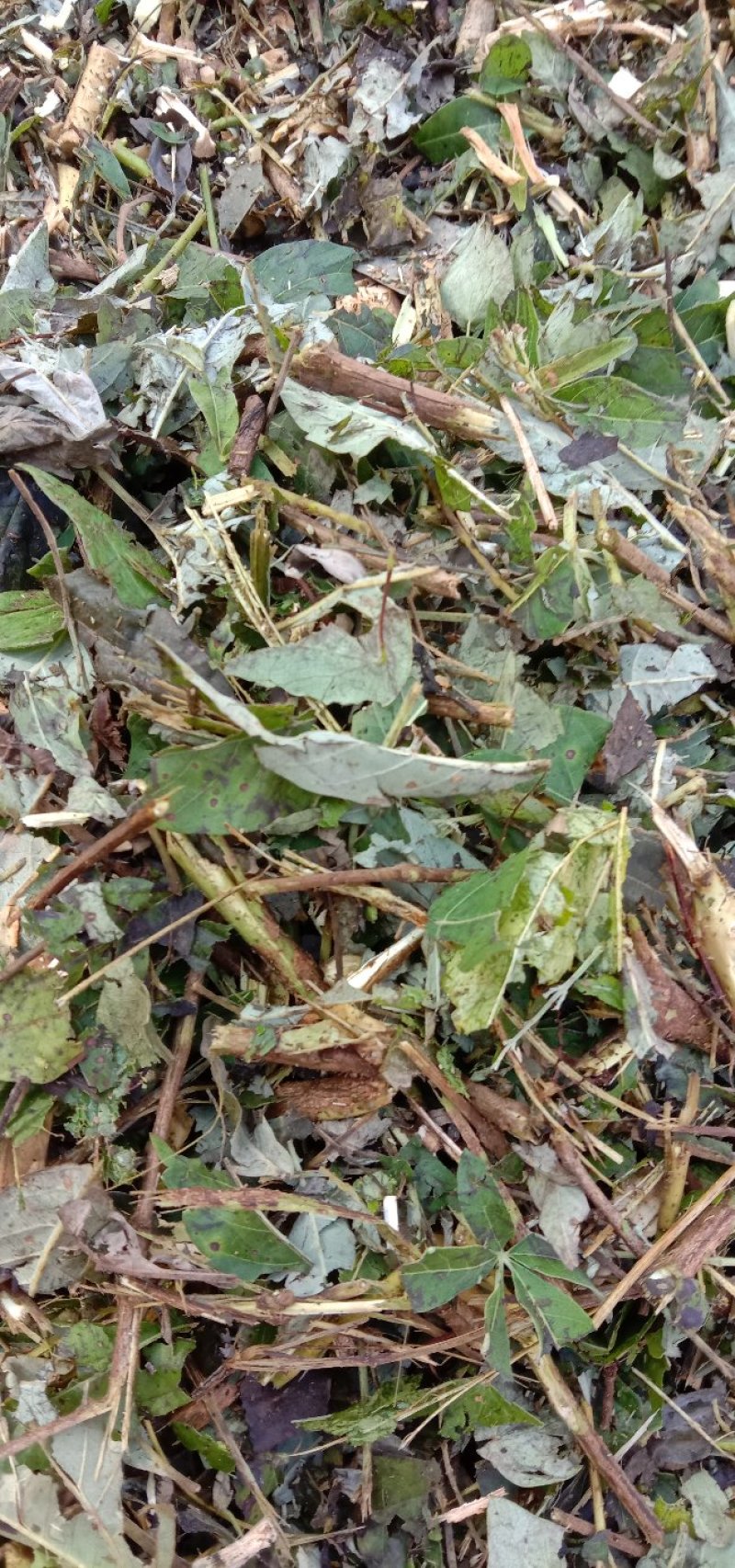 黄荆条