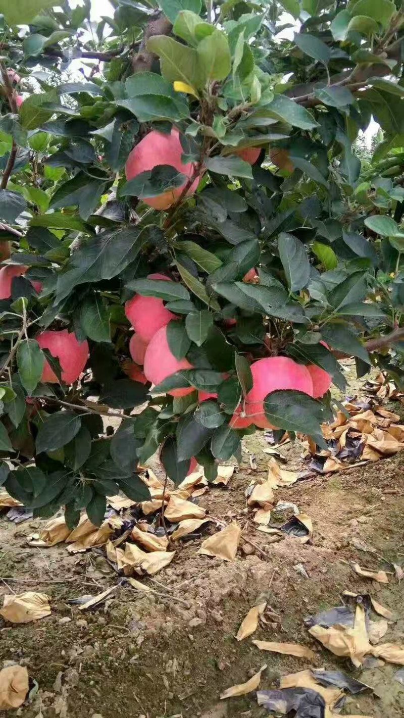 【大甩卖】苹果红星苹果基地直销价优十年老店欢迎咨询