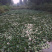 睡莲