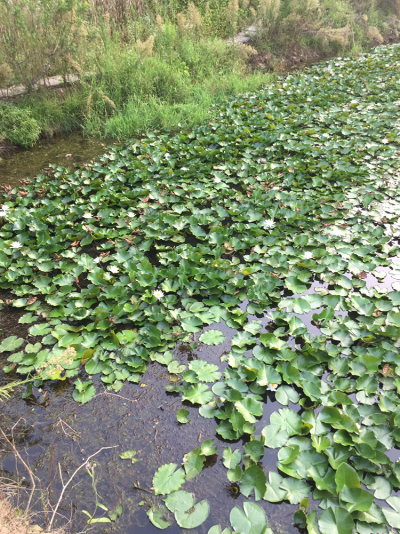 睡莲