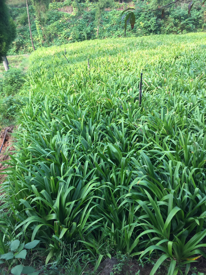 鸢尾