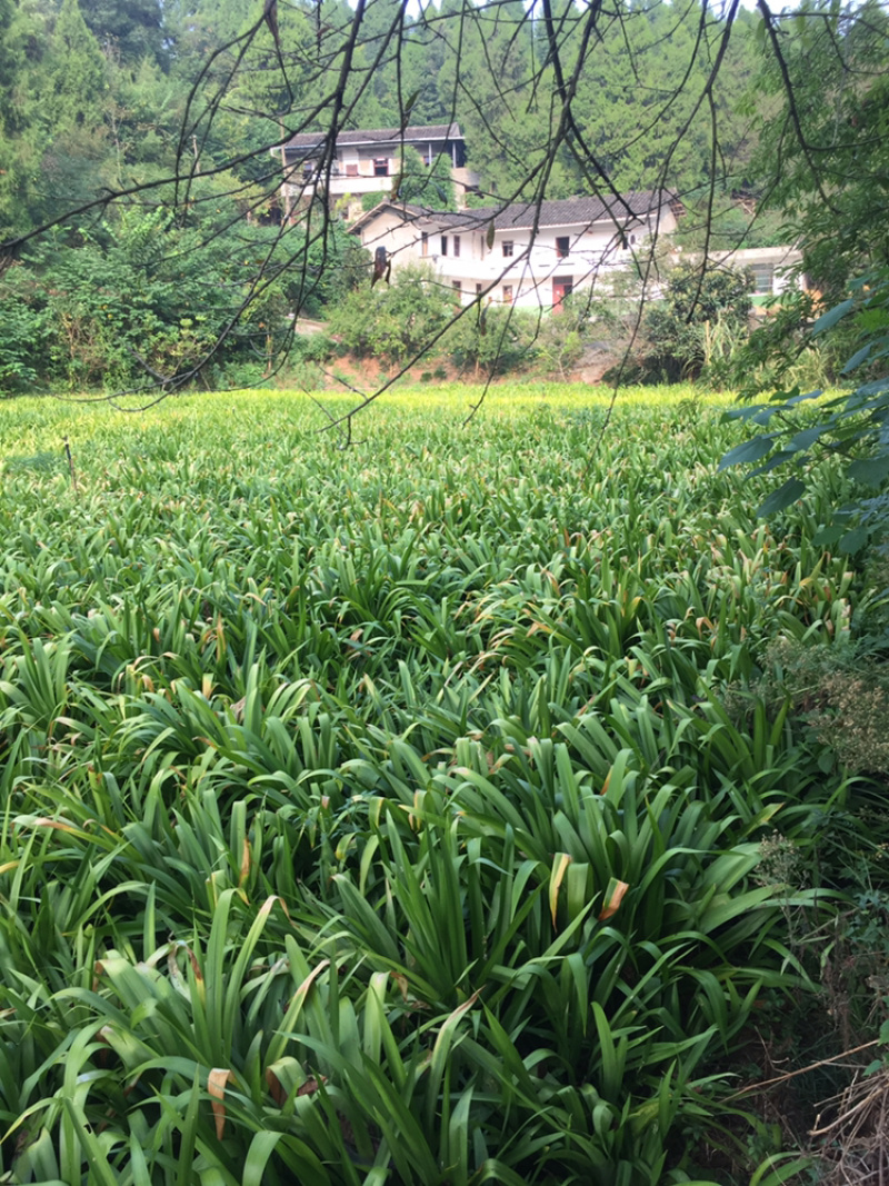 鸢尾