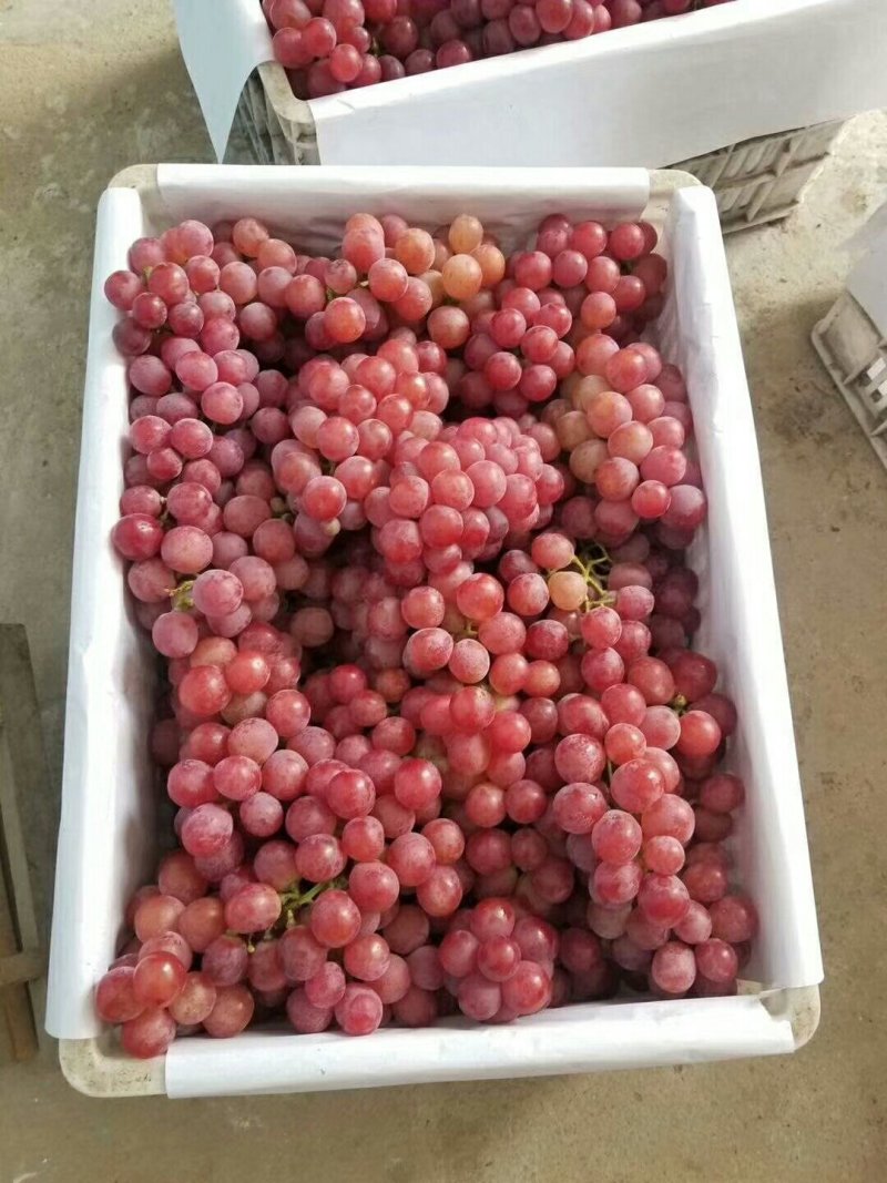 红缇大量上市中质量高价格便宜