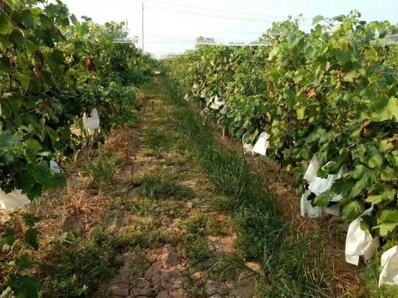 红缇大量上市中质量高价格便宜