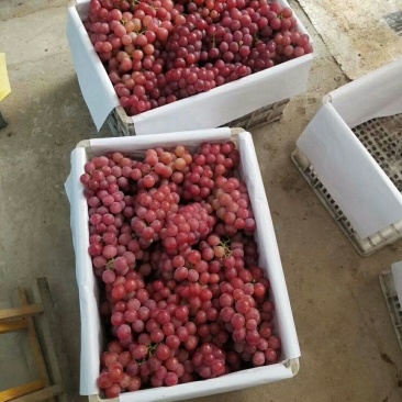 红缇大量上市中质量高价格便宜