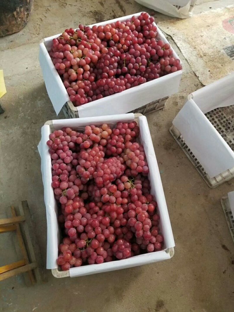 红缇大量上市中质量高价格便宜