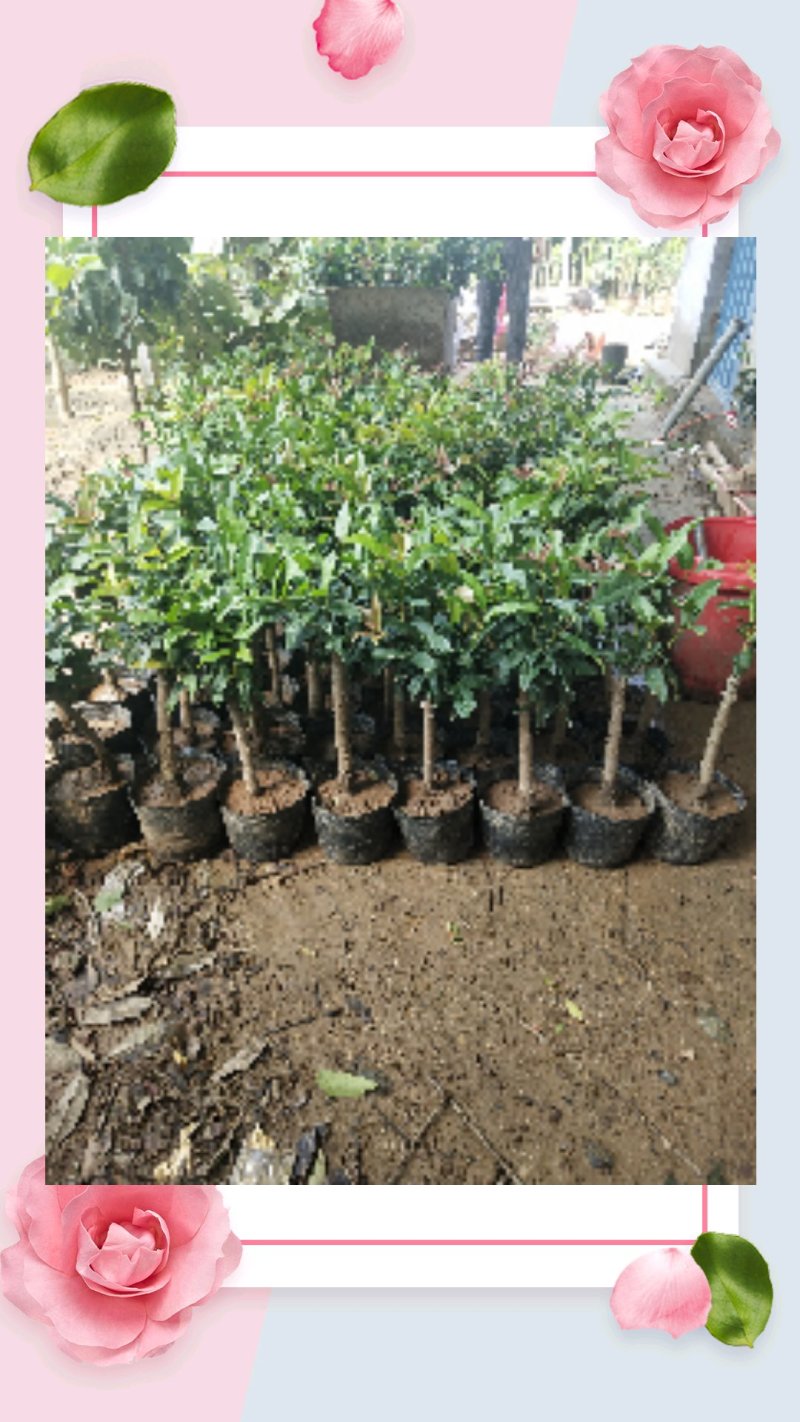 桂花