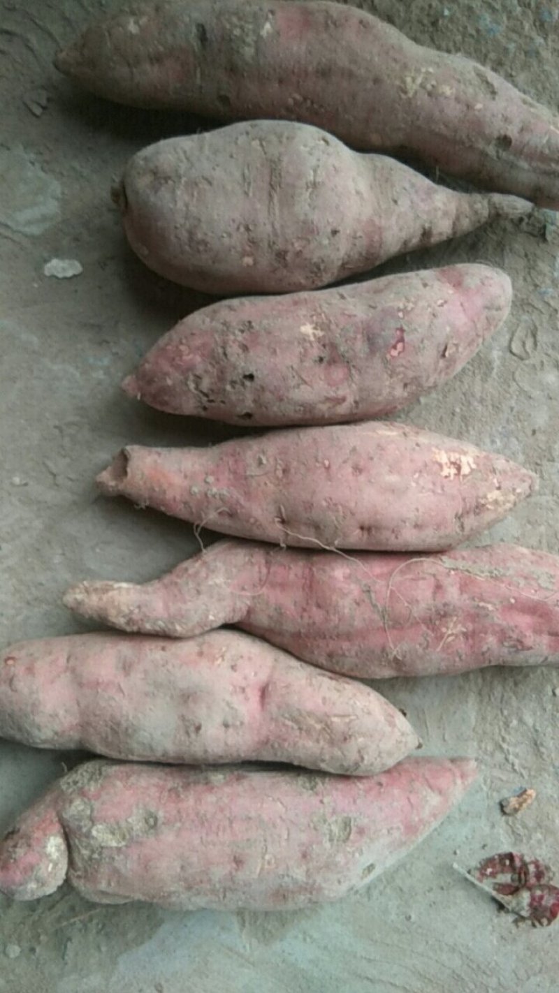 三两以下西瓜红红薯