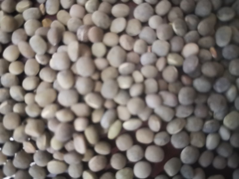 箭舌豆，精品野豌豆基地直供支持视频看货欢迎选购