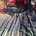 黑皮甘蔗，优质河南黑皮甘蔗，产地直供，货源充足，