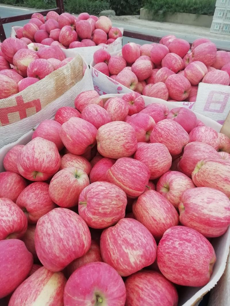 甘肃天水纸袋红星苹果已大量上市，产地直供货源充足！