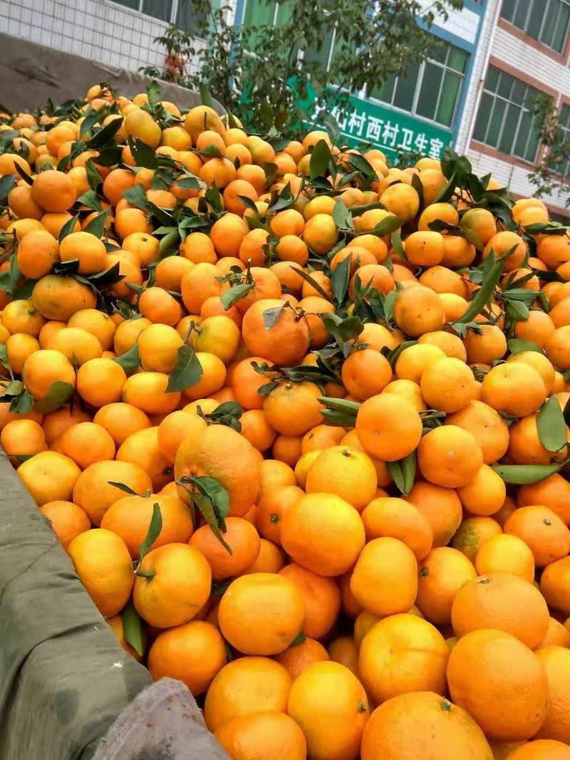 【热销】蜜橘陕西城固县蜜橘，颜色亮，果肉甜，无渣，