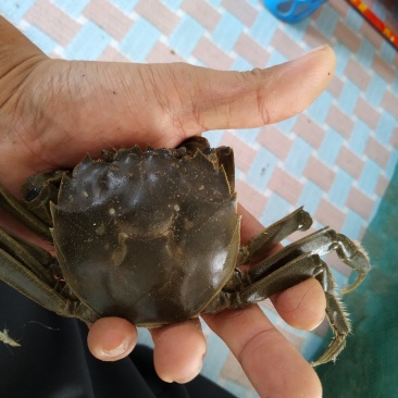 河蟹批发公蟹通货13母蟹通货26