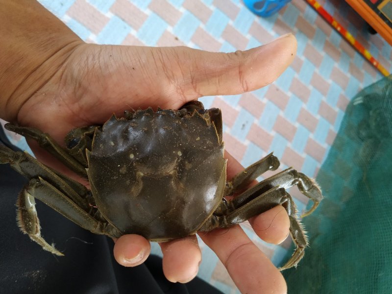 河蟹批发公蟹通货13母蟹通货26