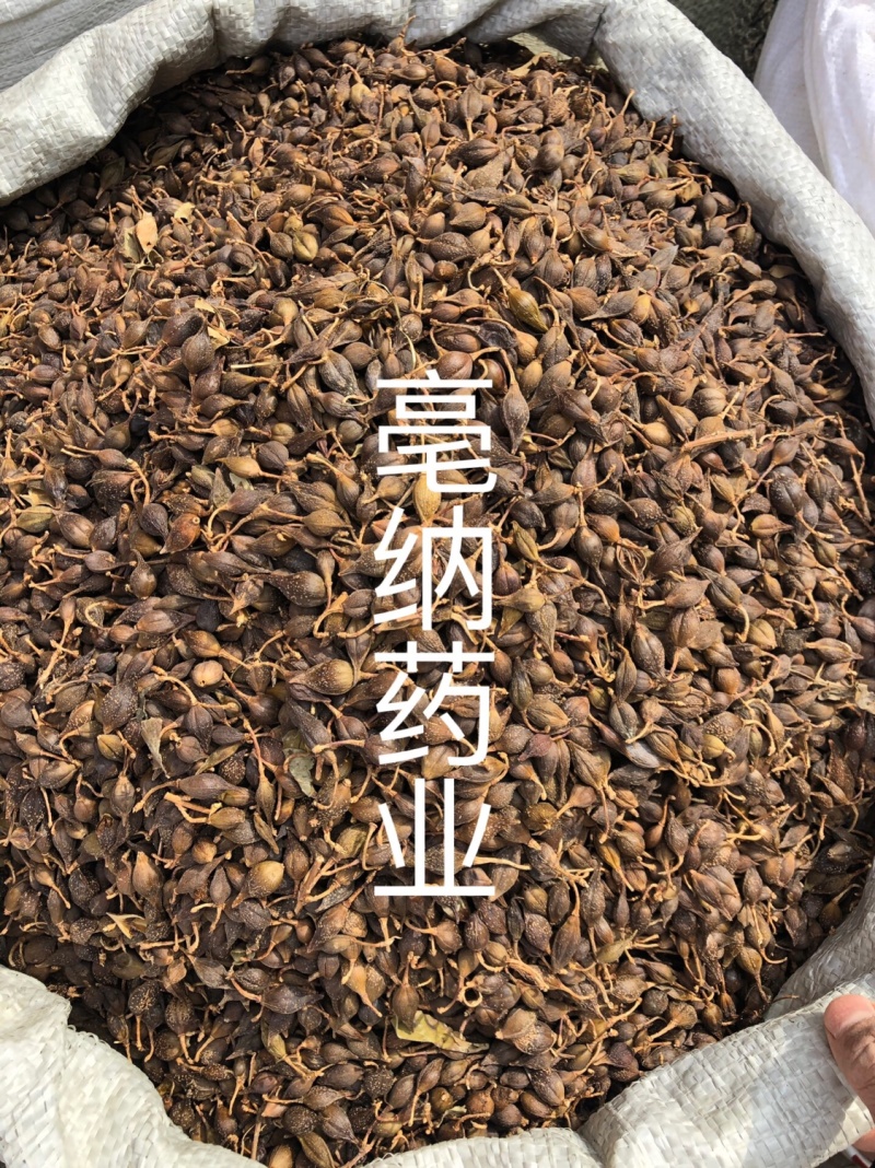 连翘青翘黄翘1公斤起批大货批发过风机净货