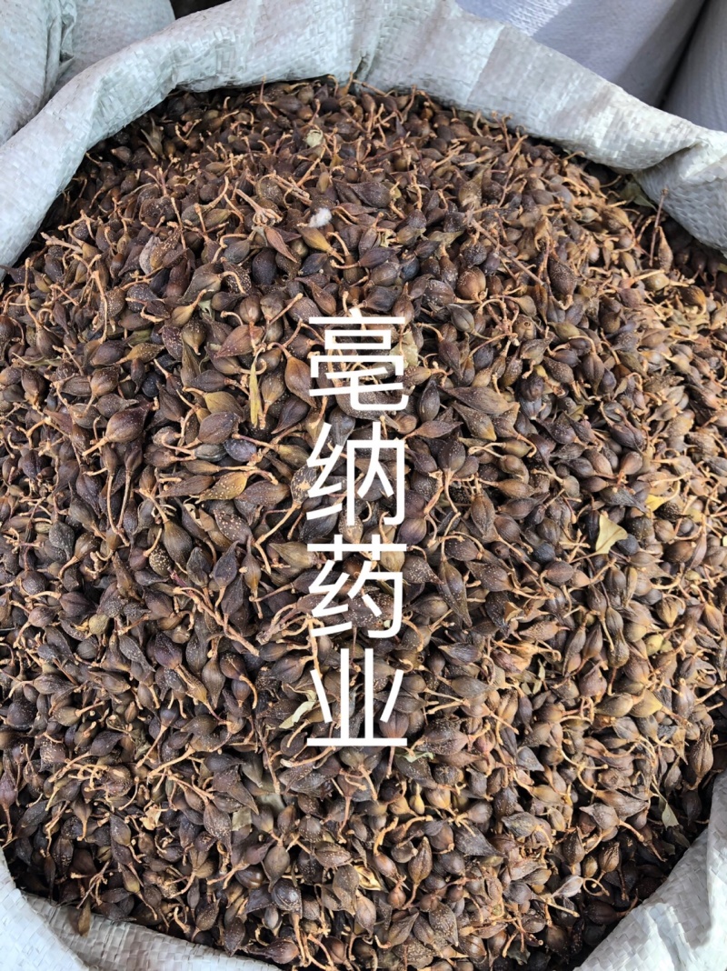 连翘青翘黄翘1公斤起批大货批发过风机净货