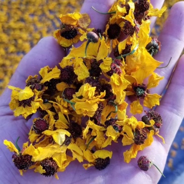 新疆昆仑雪菊花高品质，一袋100克，2袋起发货，量大优惠