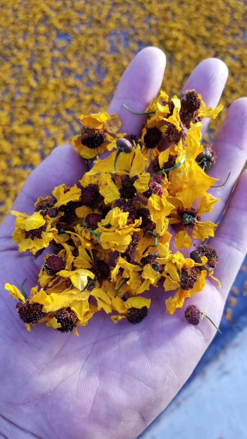 新疆昆仑雪菊花高品质，一袋100克，2袋起发货，量大优惠