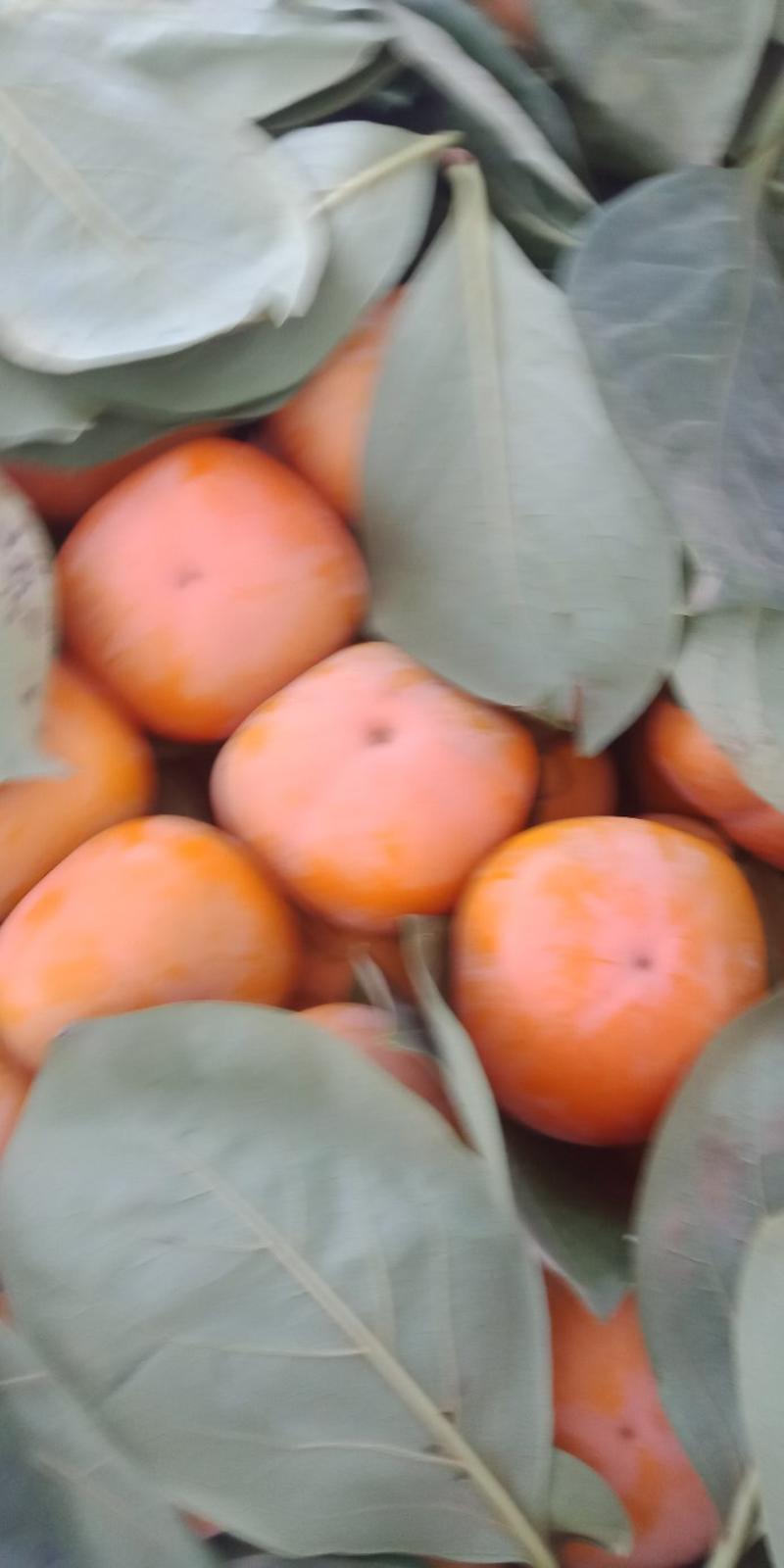 保定甜心脆柿子产地交埸市场，一手货源，设有冷库，货源充足