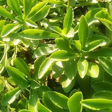 野菜特菜