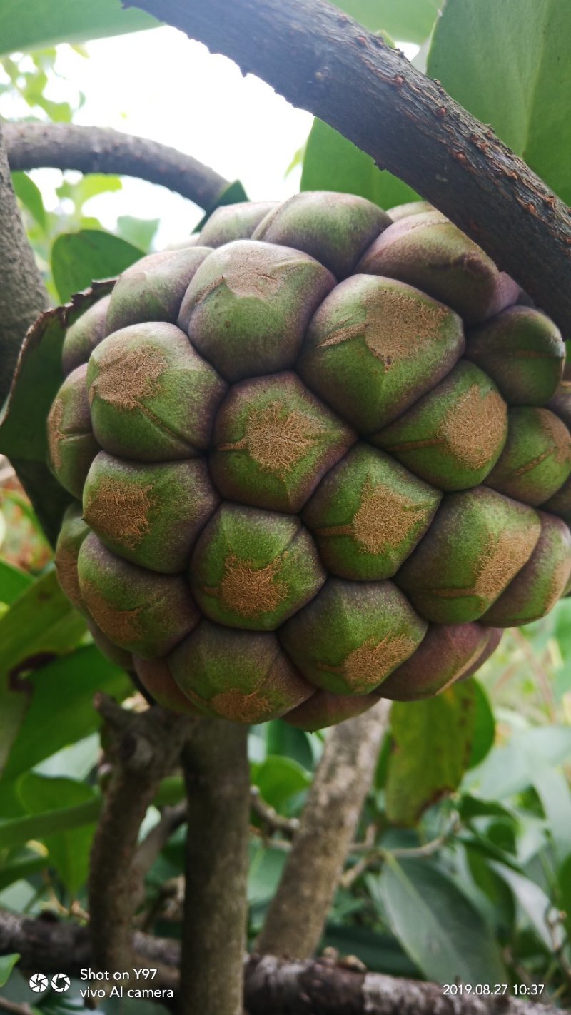 黑老虎果