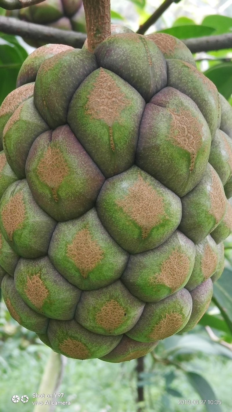黑老虎果