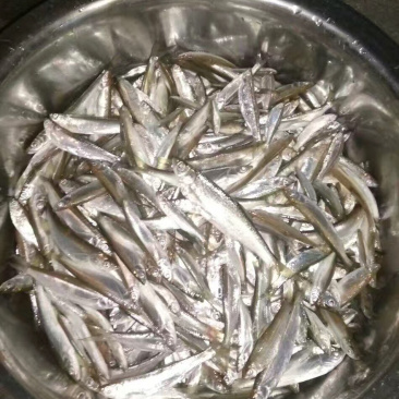 白条鱼，白肖鱼