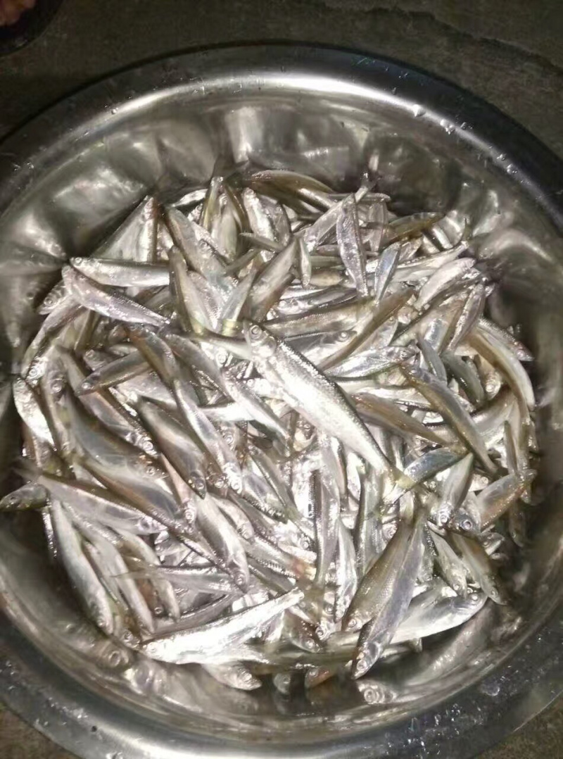 白条鱼，白肖鱼