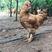 【发活鸡】农家散养三黄鸡土鸡活体小母鸡未开产生蛋三斤左右