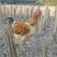 【发活鸡】农家散养三黄鸡土鸡活体小母鸡未开产生蛋三斤左右