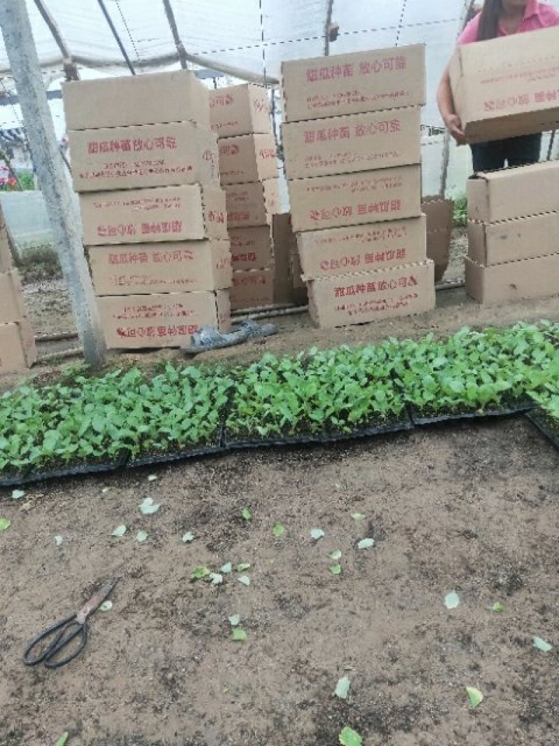 甘蓝苗，包菜苗，圆包/扁包菜苗量大从优质量优发货快