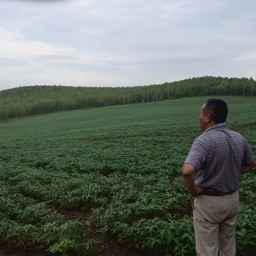 黑龙江省加格达奇土地出售42晌