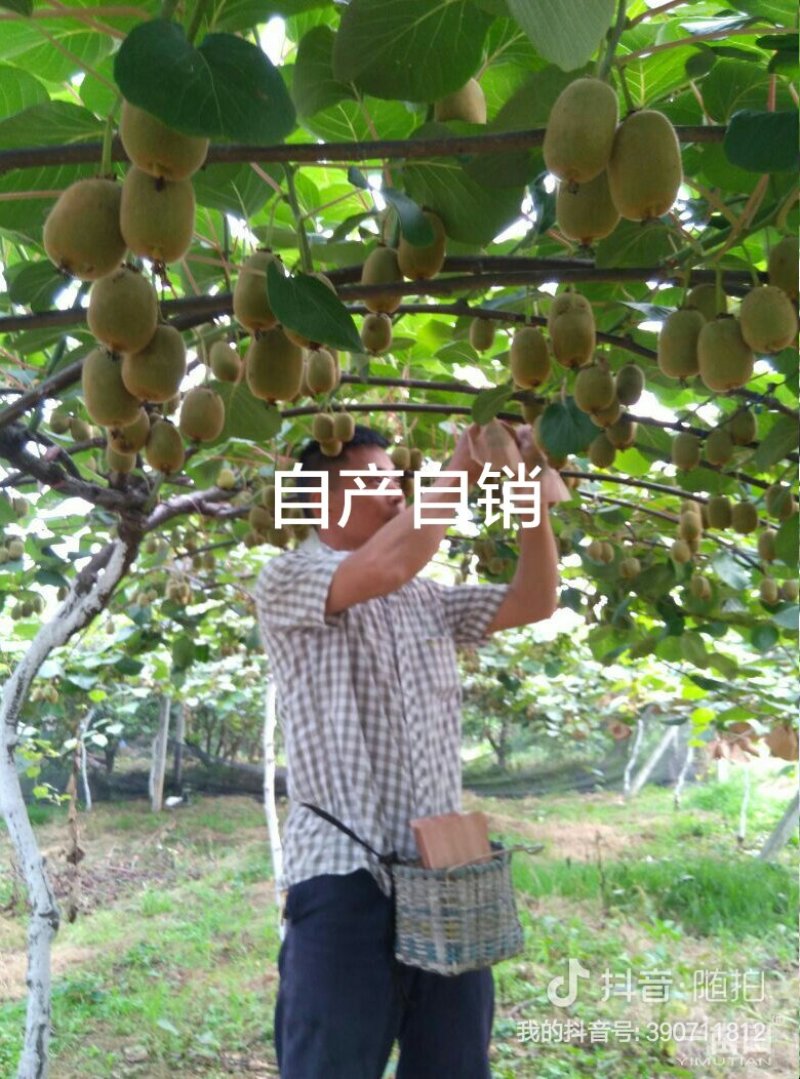 黄心猕猴桃红心猕猴桃质量好