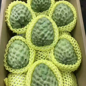 凤梨释迦果大量上市了，基地直发！