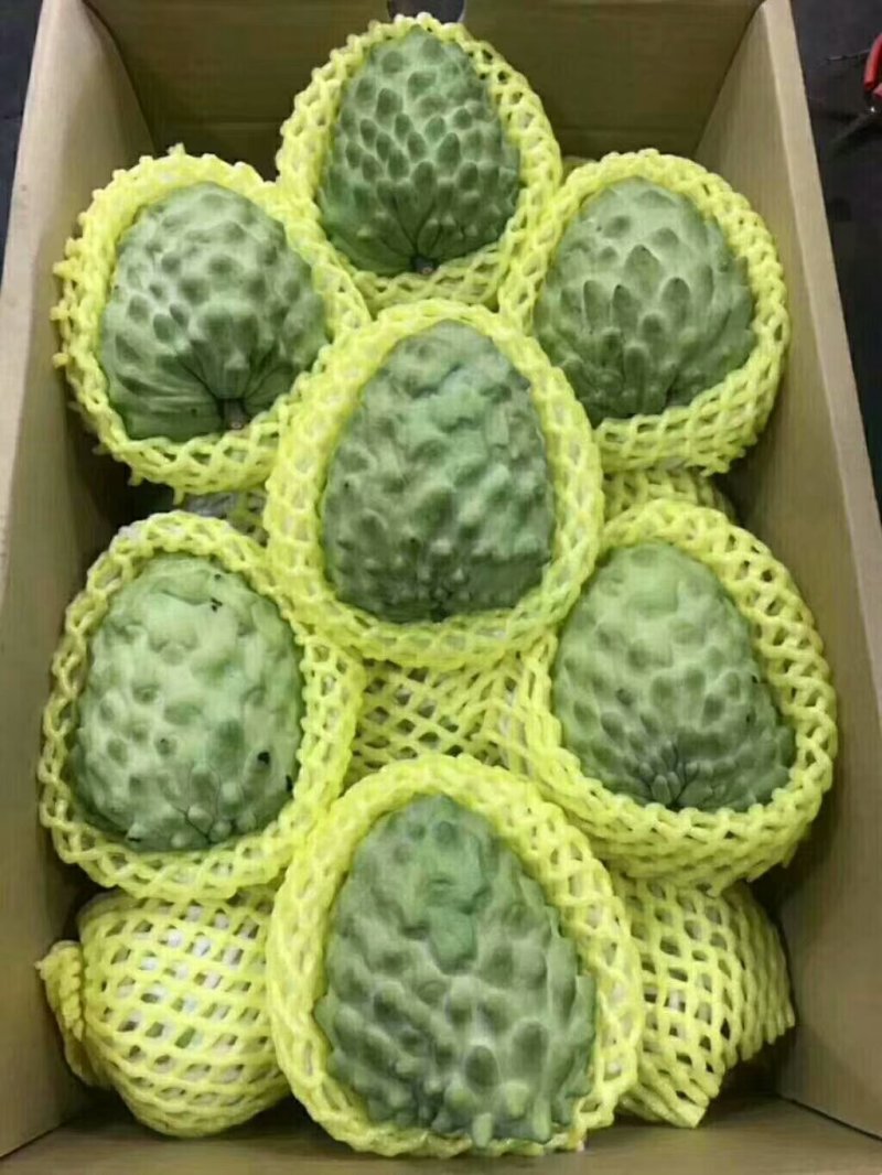 凤梨释迦果大量上市了，基地直发！