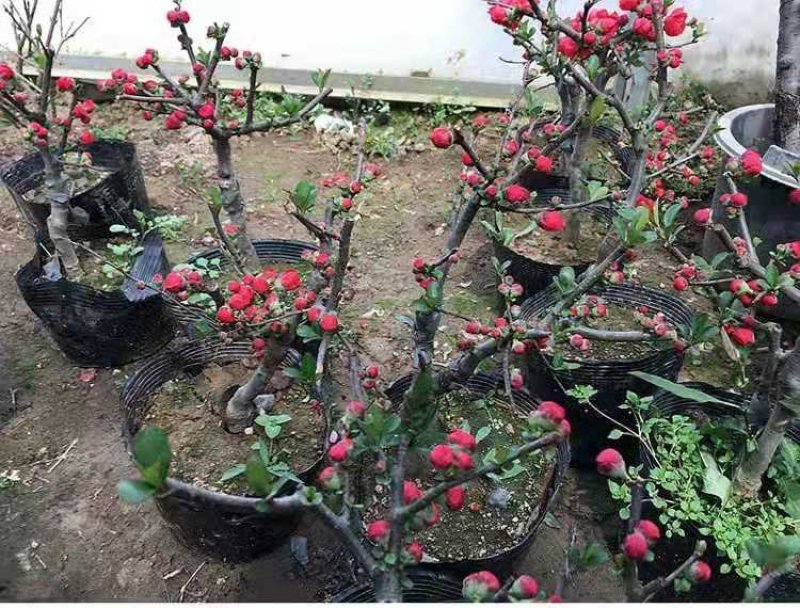 （热销海棠苗）长寿冠长寿乐西府海棠小雨点海棠花当年开花