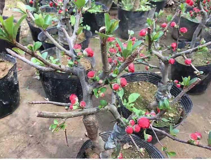 （热销海棠苗）长寿冠长寿乐西府海棠小雨点海棠花当年开花