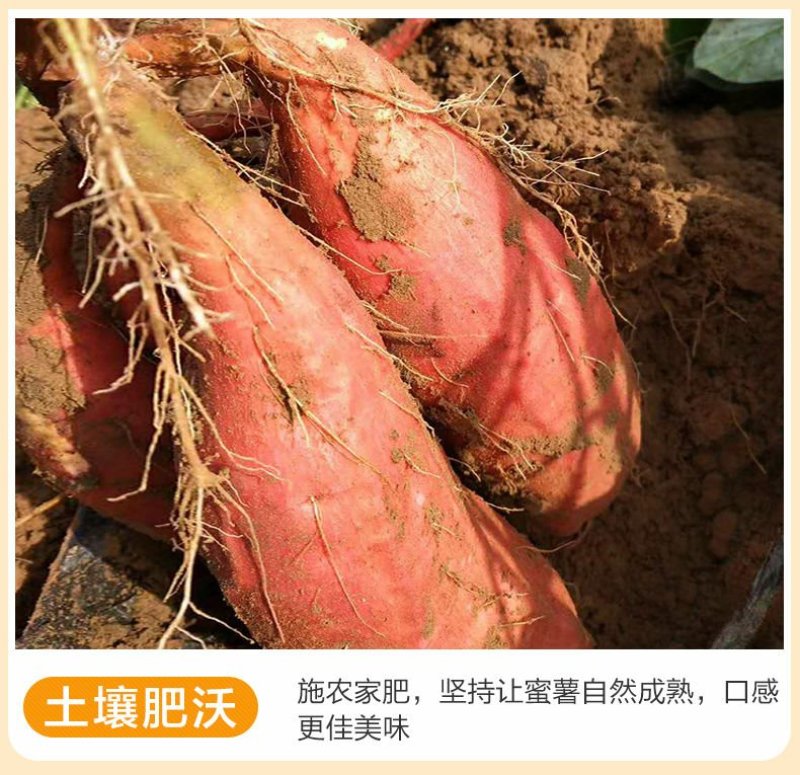 一件代发烟薯25烤地瓜蜜薯番薯
