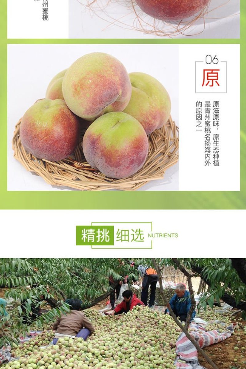 青州蜜秋桃子冬桃山东特产嵩山蜜桃一件代发