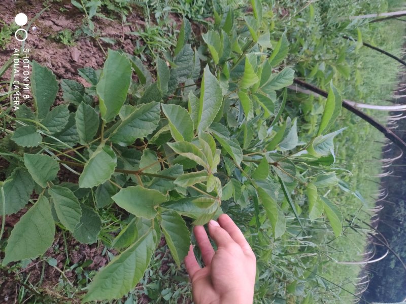 绣球多花黄花风铃木，多花风铃木，抗寒品种，规格齐全