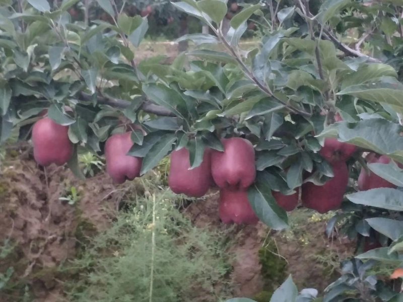 甘肃天水花牛苹果大量上市产地代发。。。。。
