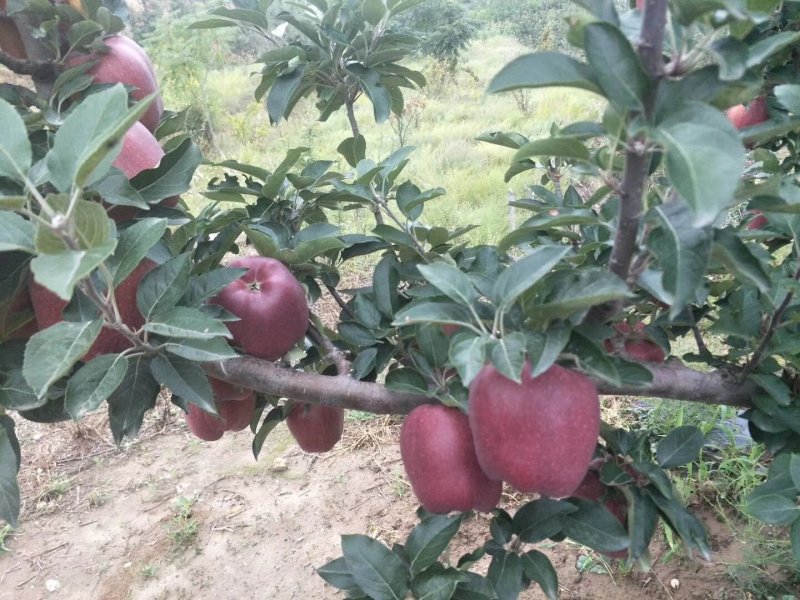 甘肃天水花牛苹果大量上市产地代发。。。。。