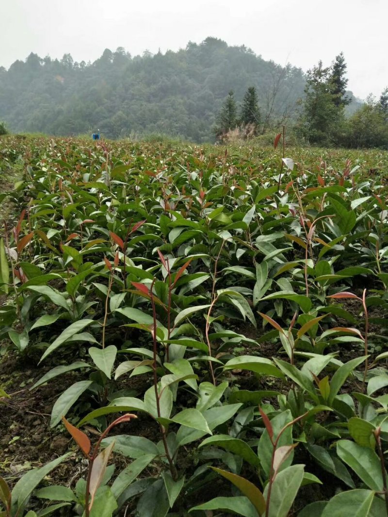 黑老虎，布福娜小苗，深山野生品种，野生驯化