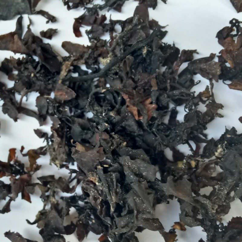 海藻正品大叶藻海根菜大蒿叶