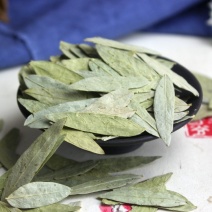 番泻叶泻叶泡竹叶
