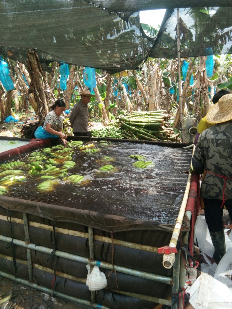 香蕉种植园，大量供应优质香蕉