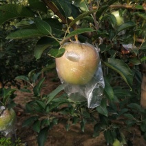 中秋王苹果