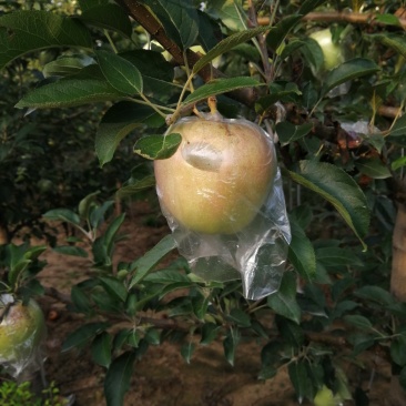 中秋王苹果
