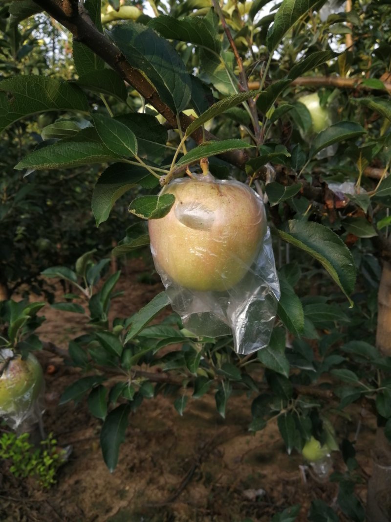 中秋王苹果