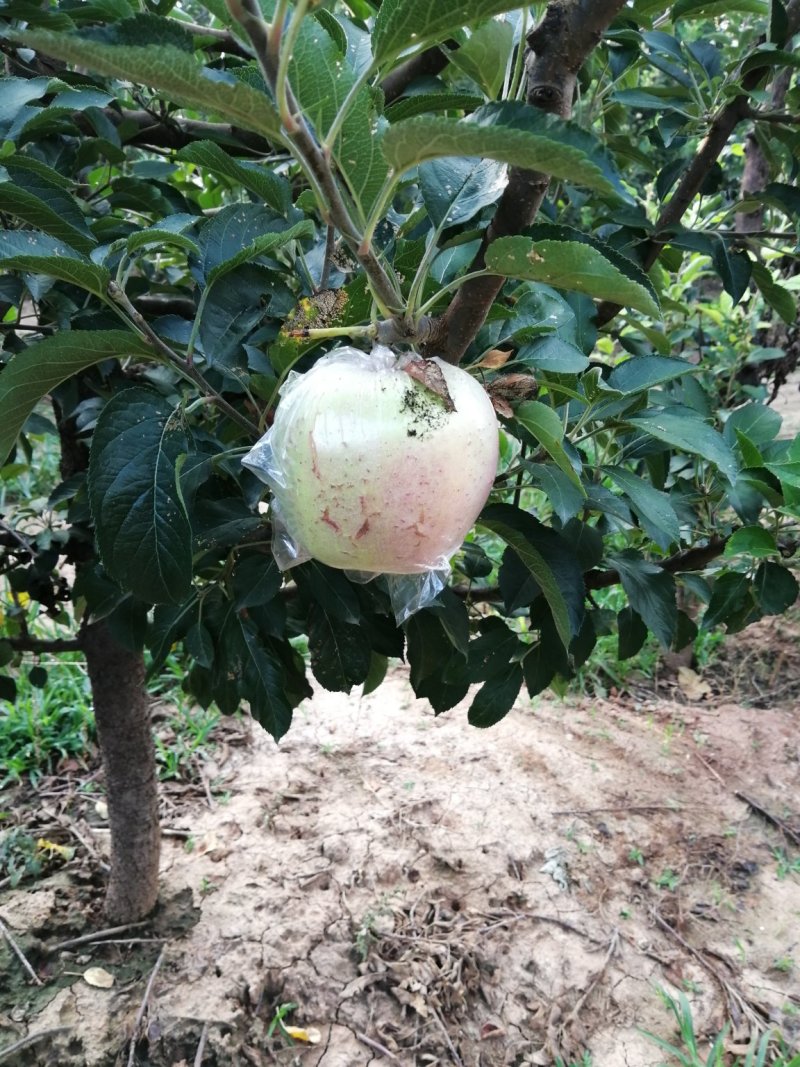 中秋王苹果